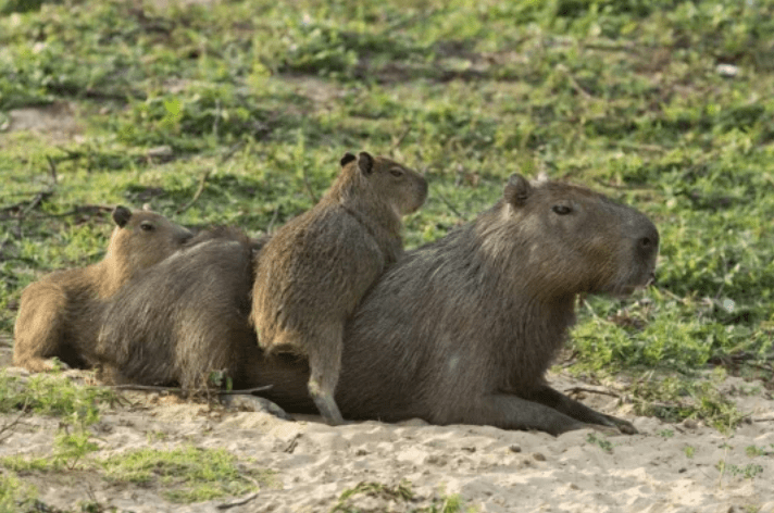 La Justicia frenó la recolocación de carpinchos en&nbsp;Nordelta