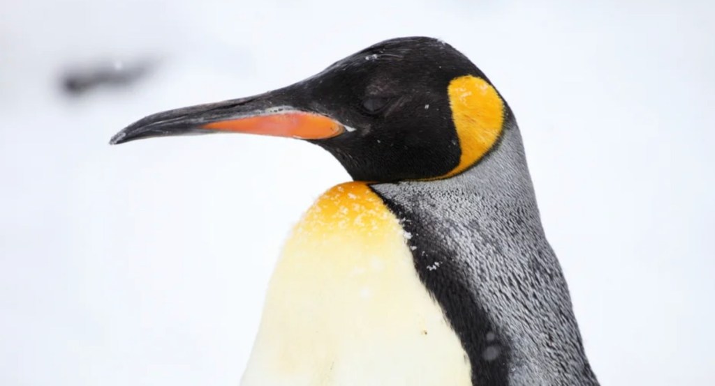 Un ejemplar de pingüino rey sorprendió a los vecinos de Vicente López