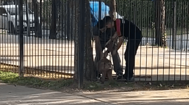 Liberan a un carpincho que quedó atrapado en las rejas de un parque en&nbsp;Pilar