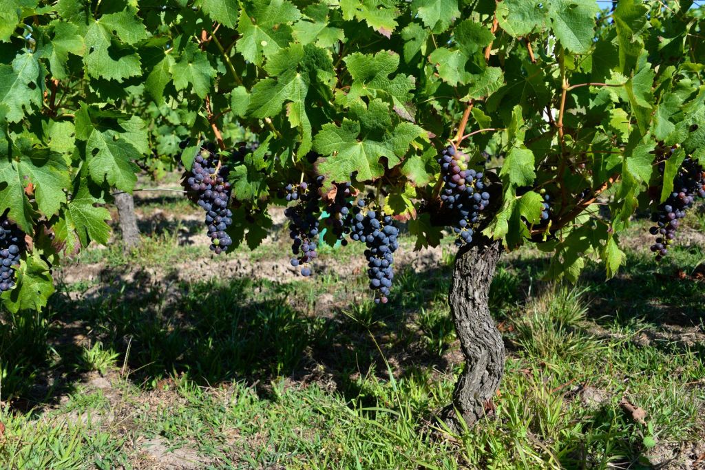 Llega la décima edición de Mercado de Bodegas a&nbsp;Córdoba