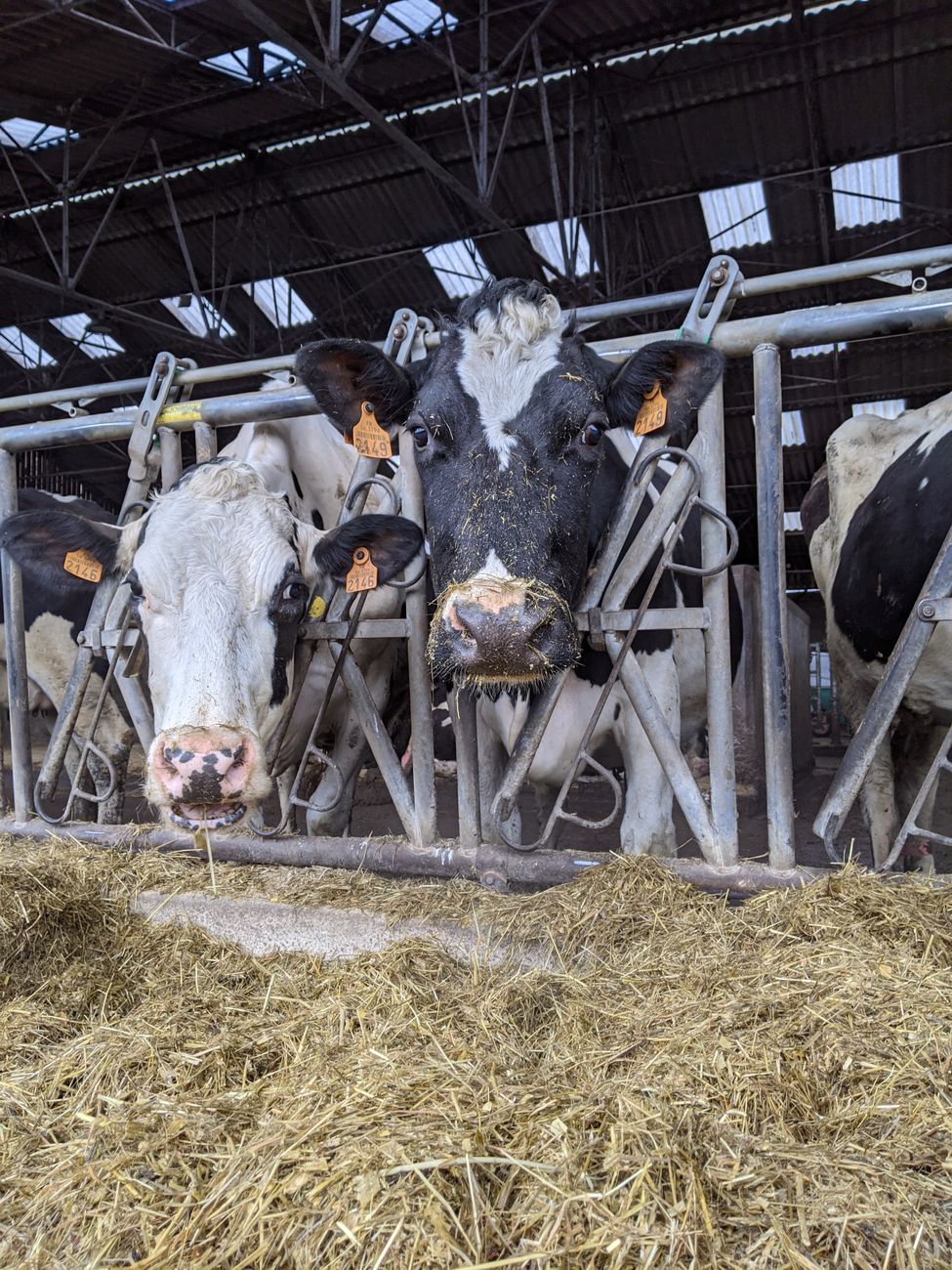 Agricultura elimina registro de operarios lácteos en el&nbsp;Siocal