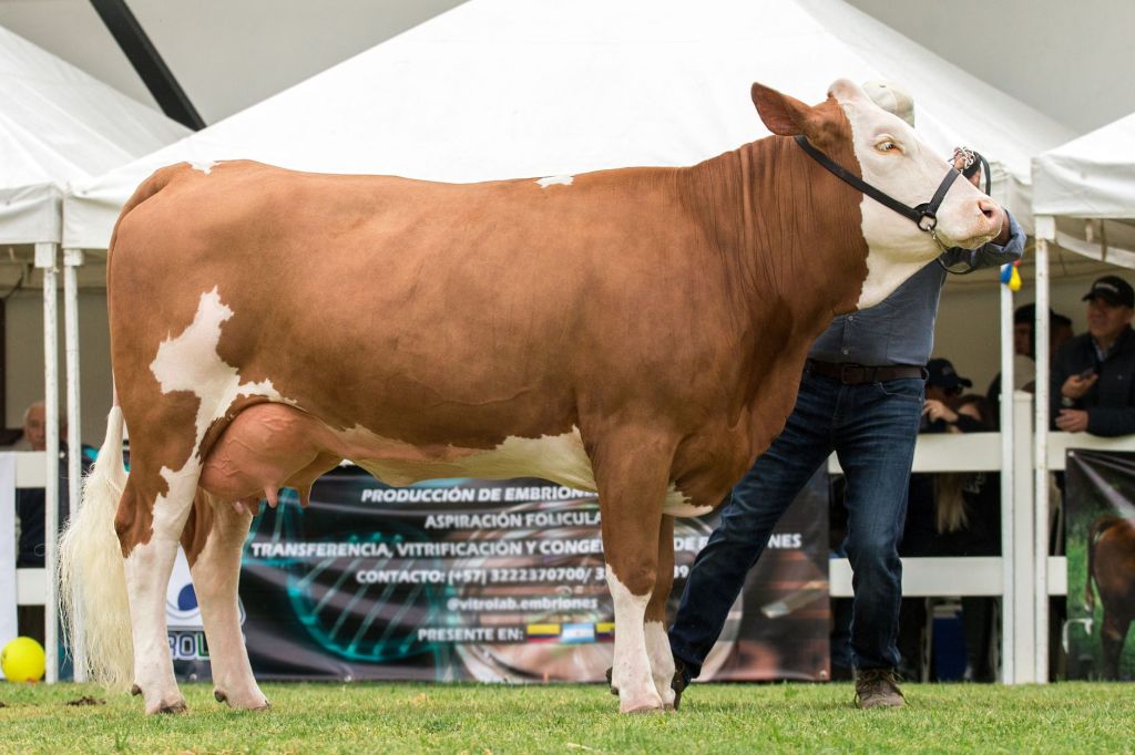 Excelencia Braford: El Aljibe y La Dominga triunfan en la Expo Rural
