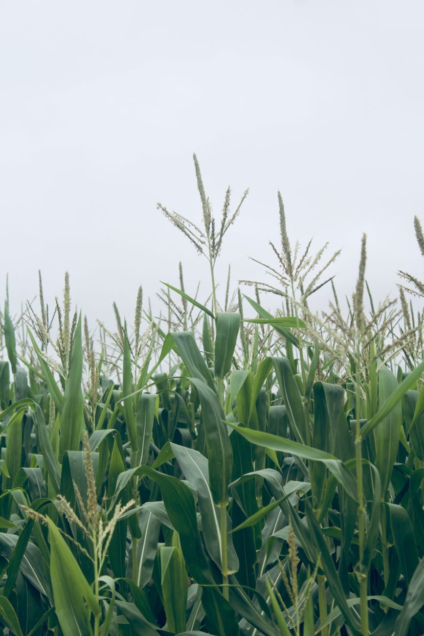 Subida de precios anima a agricultores a vender maíz antes de&nbsp;cosechar