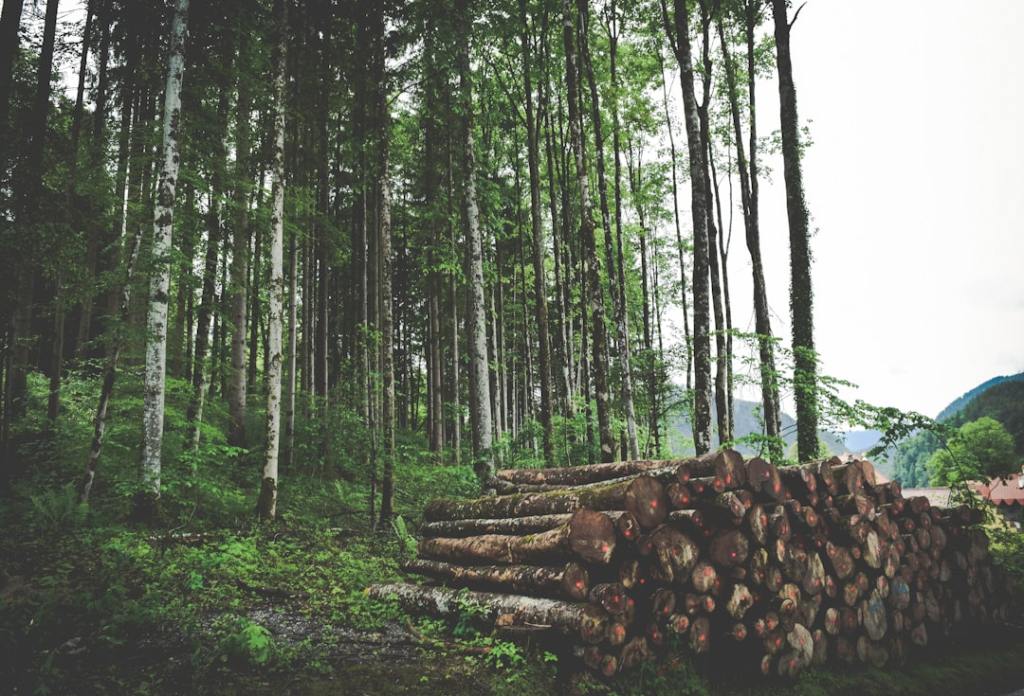 Forestoindustria en busca de crecer: entre inversiones y&nbsp;crisis