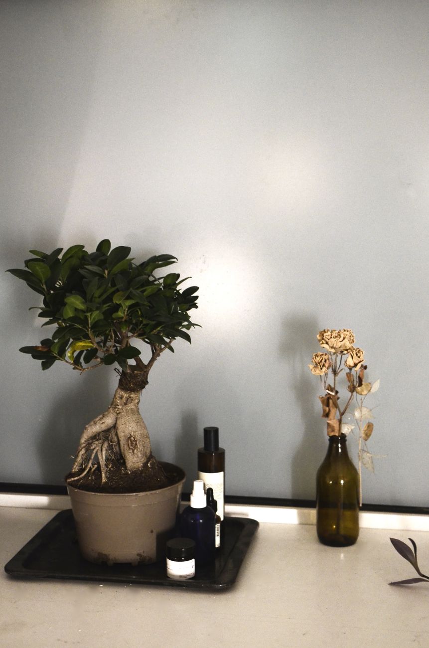 Qué significa el amarillamiento de hojas en un ficus y cuándo&nbsp;trasplantar